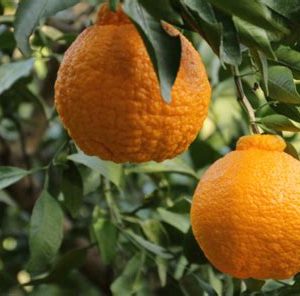 Tangor Harumi 1 – Mandarines fondantes, très douces et rustiques jusqu’à -12°C