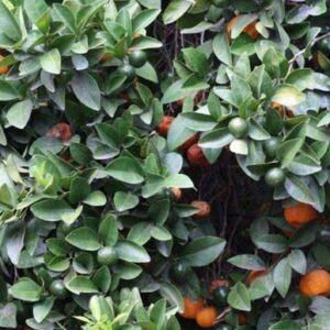 Mandarinier Shekwasha - Mandarines intenses et sucrées qui tiennent 6 mois sur l'arbre