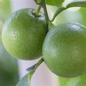 Kabosu - Gros yuzu x mandarine tout terrain en cuisine